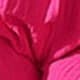 Rose bonbon