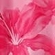 Rose vif