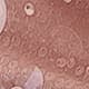 Dusty Pink