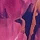 Rose vif