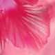 Pink Bonbon