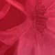 Rose vif