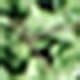 Mist Green