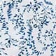 Blue and White