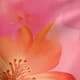 Pink Bonbon