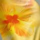 Yellow Citron
