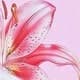 Baby Pink