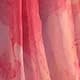 Rose pâle