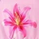Pink Vif
