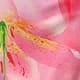 Pink Bonbon