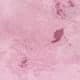 Coral Pink