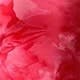 Rose pâle