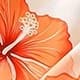 Coral Orange
