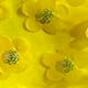 Jaune citron