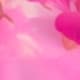 Rose bonbon