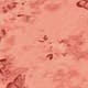 Coral Pink