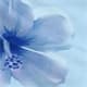 Bleu ciel