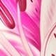 Rose bonbon