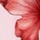 Coral Pink