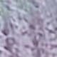 Prune