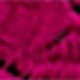 Rose vif
