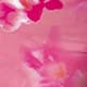 Rose vif