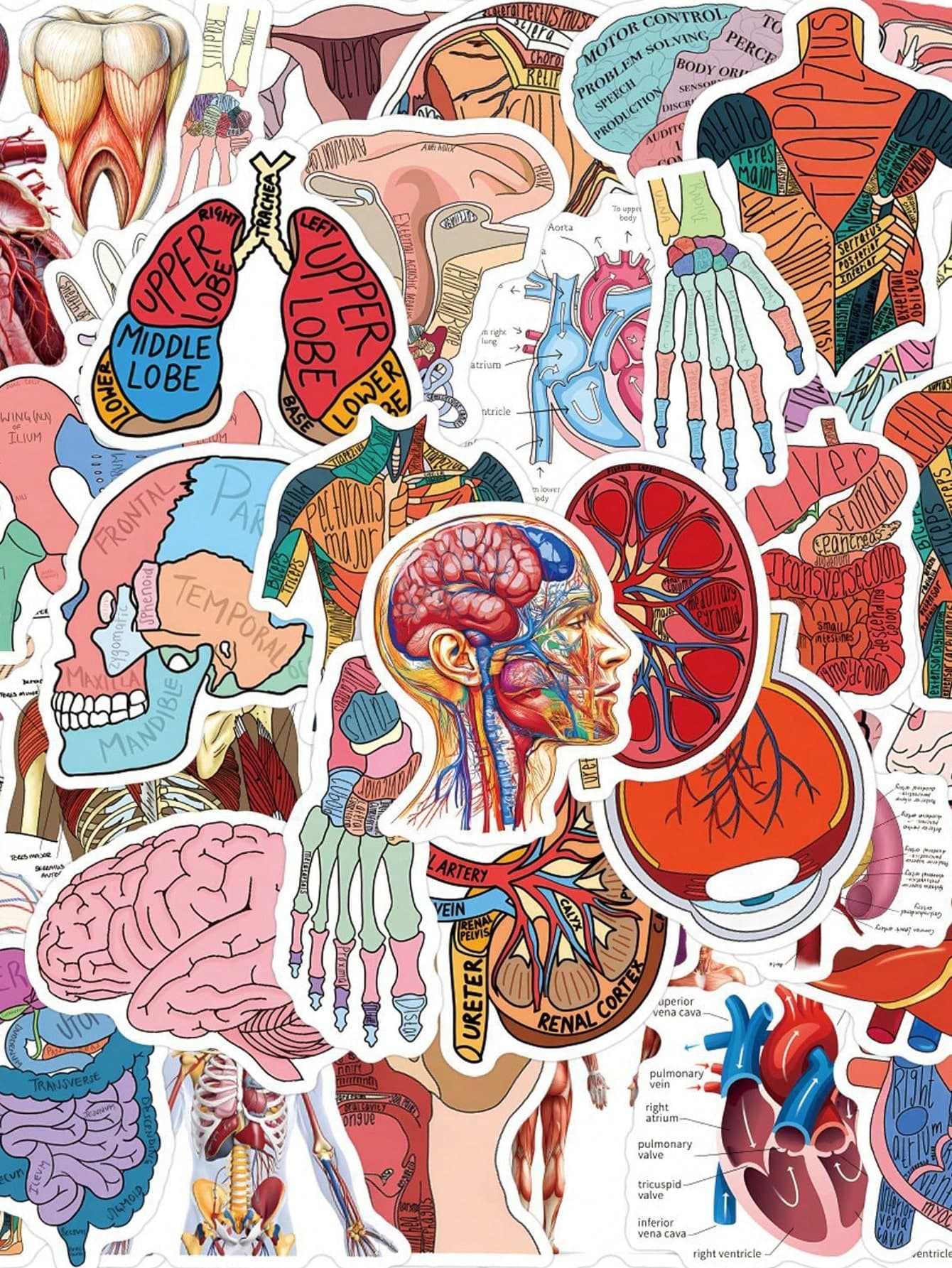60pcs Human Anatomy Stickers, Medical Theme, Suitable For Decorating Water Bottles, Laptops, Phones, Skateboards, Scrapbooks, Diaries, Etc., Great Gift Item. School Supplies