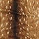 Chocolate Brown