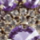 Violet Purple