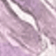 Purple Flower