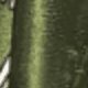 Cashew Green