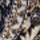 Gray Brown