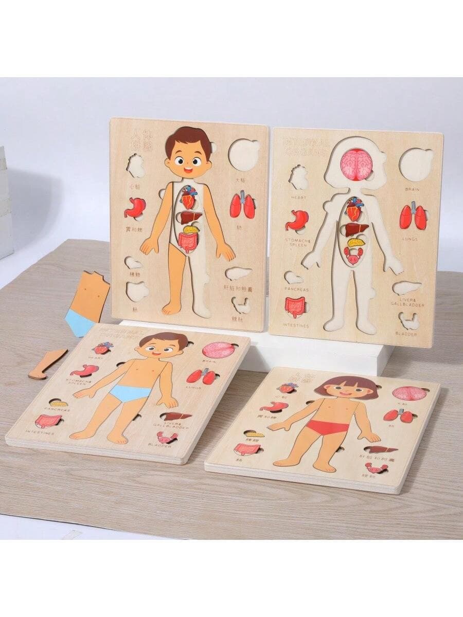 1pc Wooden Human Anatomy Puzzle Model, Educational Toy For Infant And Toddler, Learning Self-Awareness Of Body Organs